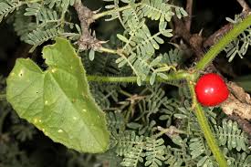 Image result for Kedrostis