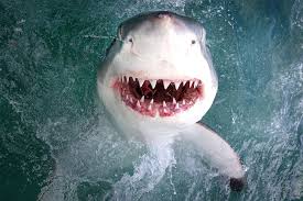 Great white is an american hard rock band, formed in los angeles in 1978. Smiling Great White Shark Flashes Teeth Inches From Camera