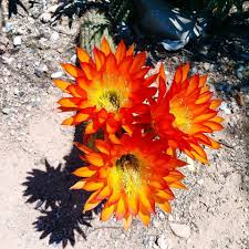 Most species bloom april through june white or yellow sheaths provide this cholla both the common names silver and gold. These Photos Of Cactus Blooms Will Make You Fall In Love With Tucson Local News Tucson Com