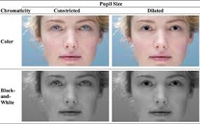 Beauty is in the iris: Constricted pupils (enlarged irises) enhance  attractiveness