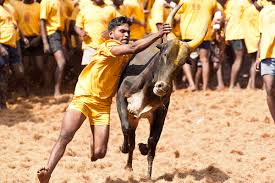 Watch jallikattu 2020 at trichy manapparai on malayalam filmnagar. Jallikattu Begins Today The Barbaric Sport That Celebrates Hard Working Tamil Farmer