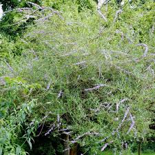 Image result for Buddleja alternifolia