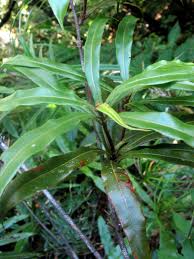 Image result for Oleandra