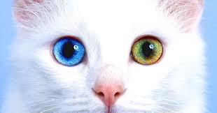 hayvanlarin ozellikleri van kedisi