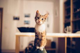 Kedi Egitmekle Ilgili Bildiginiz Her Seyi Unutun Uzmanlara Gore Hepsi Yanlis Independent Turkce