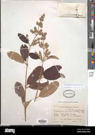 Image result for Ozoroa paniculosa