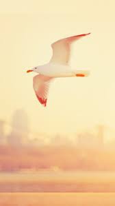 طائر النورس من السماء رحلة الخلفية Animals Bird Background