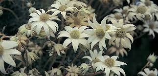 Pin On Plants
