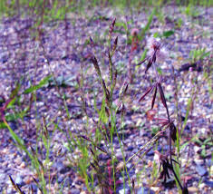 Image result for Eragrostis