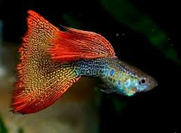 Fancy Male Guppy Guppy Fish Guppy Aquarium Fish
