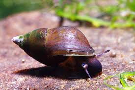 Image result for Pleioceras gilletii