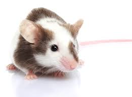 Mouse Names Discover More Than 300 Inspiring Names For Mice
