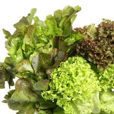 Image result for Lactuca sativa