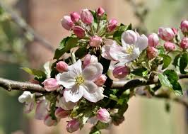 Public domain image free picture of apple tree in blossom. Apples How To Plant Grow And Harvest Apple Trees The Old Farmer S Almanac
