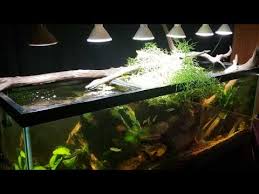 Wash the whole tank after 15 to 20 days to control the growth of the spore. New Driftwood Often Gets White Fungus And Algae Growth On It Youtube