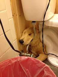 My Golden Retriever Likes To Sleep Under The Toilet Aww