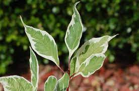 We did not find results for: Variegated Leaves Pictures Of Bi Colored Plants