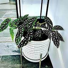 Image result for Begonia potamophila