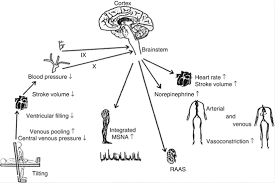 Vasovagal syncope is the most common type of syncope among young adults and it can also occur at any age. Pathophysiology Of Vasovagal Syncope Role Of Baroreceptor Mechanisms Springerlink