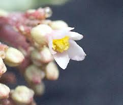 Image result for Jatropha scaposa