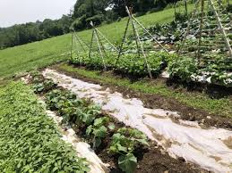 If you are a gardener and you have a source of either fresh or composted horse manure, then you are indeed blessed for horse manure is particularly good for most garden plants and vegetables. Scekdexshujybm
