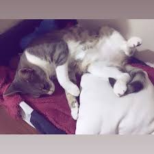 Bu Nasil Bi Uyuma Sekli Kiz Mia Cat Catsofinstagram Cats Catslover Bu Nasil Bi Uyuma Sekli Kiz Mia C Cats Animals Forex Strategy