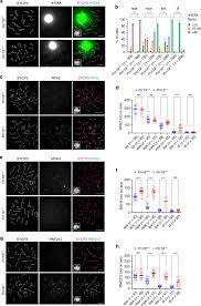 Operating status of organization e.g. Proline Rich Protein Prr19 Functions With Cyclin Like Cntd1 To Promote Meiotic Crossing Over In Mouse Nature Communications