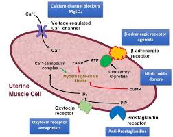 Image result for Tocolytic