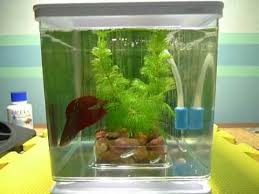 While both these things are true, in certain circumstances, they don't have to stop your plans. Betta Fish Neon Tetras Youtube