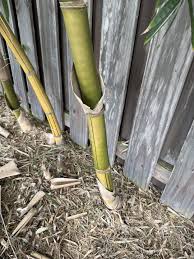 Image result for Bambusa vulgaris