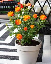 Mandarin Sunblaze Is A Mini Rose Ideal For Containers It Requires Full Sun And Is Easy To Grow Mini Roses Plants Rose