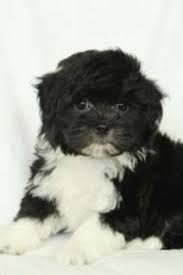 Black And White Coton De Tulear Puppies For Sale Rare Black White Female Coton De Tulear Coton De Tulear Dogs Coton De Tulear Super Cute Animals