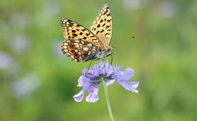 Skabiose Anmutige Wiesenblume Fur Den Garten Skabiose Bienenfreundliche Pflanzen Stauden Pflanzen