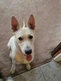 Thought I'd share a heartwarming update. She is just the sweetest girl, and  we have decided to keep her. She and my spicy little Shih Tzu have worked  out their differences. We