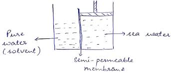 Plant cell shrink when kept in hypertonic solution. A Plant Cell Shrinks When It Is Kept In