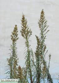 Image result for Erigeron sumatrensis