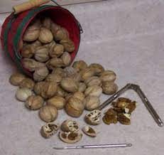 Hickory Nuts Harvesting And Use Wild Food Growing Fruit Wild Harvest