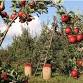 Apple Picking and Cider Tasting! event image