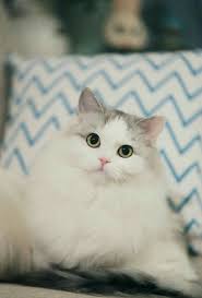 Y N As K Pop Idol New Discontinue Cute Baby Cats Pretty Cats Baby Cats