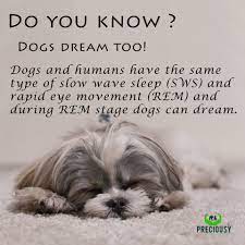 Dogs Can Dream The Twitching And Paw Movements That Occur During Their Sleep Are Signs That Your Pet Is Dreaming Dogs P Slow Wave Sleep Dogs Pet Dogs