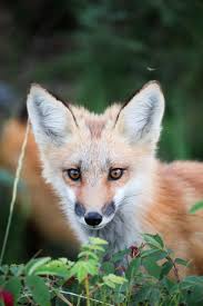 Wild Fox in Bushes · Free Stock Photo