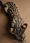 Savannah cat - Wikipedia