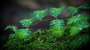 1920x1080 Rain Hd Wallpapers Desktop Images Full Download Hd Nature Wallpapers Wallpaper Nature Flowers Rain Wallpapers