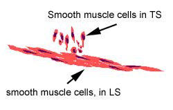 Vascular smooth muscle is the type of smooth muscle that makes up most of the walls of blood vessels. Muscle The Histology Guide