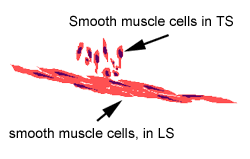 Smooth muscles are involved in many. Muscle The Histology Guide