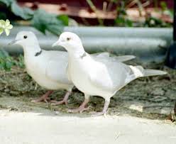 صور اجمل طيور الحمام بيضاء اللون Pigeon Pictures Pictures Animals