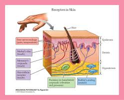 The only cell that ,in conjunction with sensory nerve endings, from sensitive touch receptors is located in the deepest stratum of the epidermis is called merkel disc. Facebook
