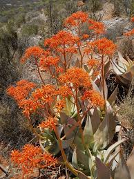 Image result for Aloe komatiensis
