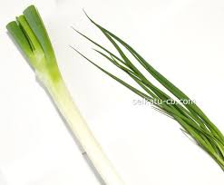 根深ねぎ 長ネギ 白ネギ と葉ねぎ 青ネギ の違い 種類や効能について 生活知恵袋