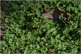 Image result for Polycarpon prostratum